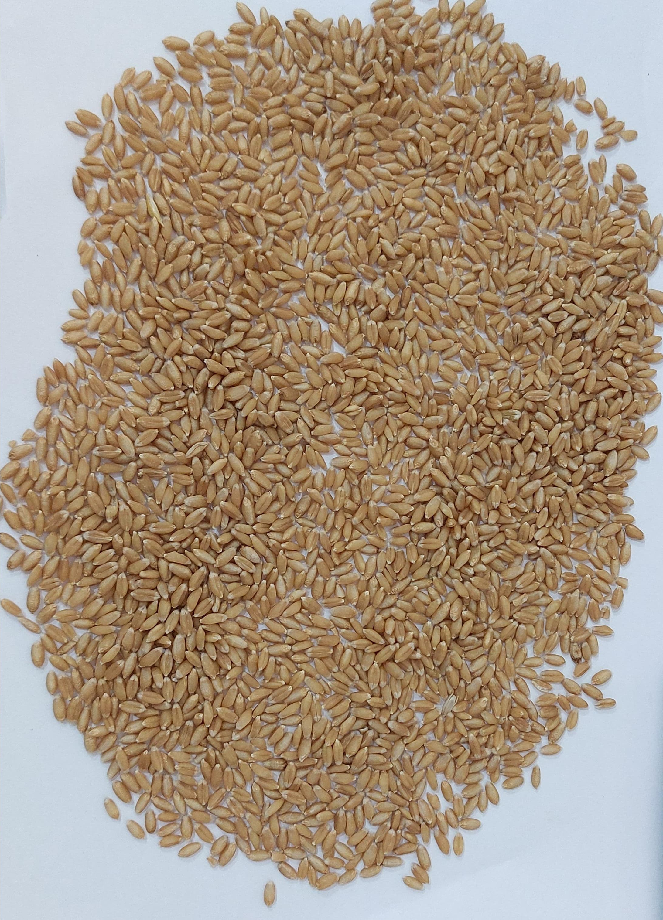 High Quality Wheat Grains